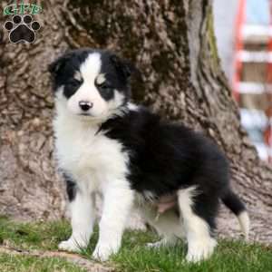 Colton, Border Collie Puppy