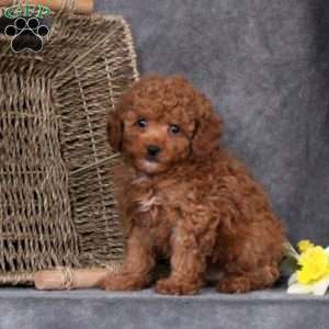 Connor, Toy Poodle Puppy