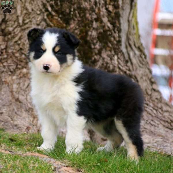Cookie, Border Collie Puppy