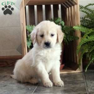 Cooper, Golden Retriever Puppy
