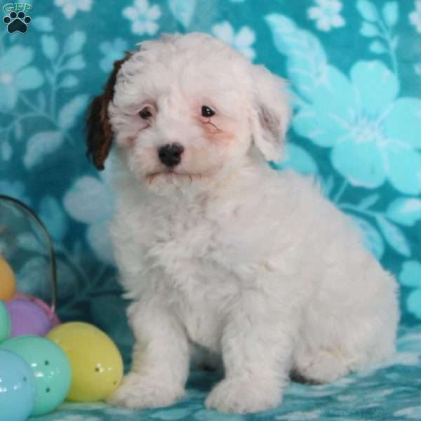 Corinne, Havapoo Puppy