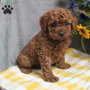 Crew, Cavapoo Puppy