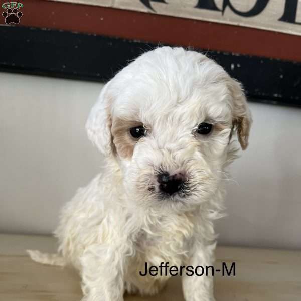 Jefferson, Mini Bernedoodle Puppy