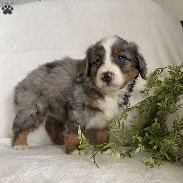 Bella, Mini Bernedoodle Puppy
