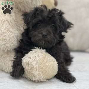 Tobias, Yorkie-Poo Puppy