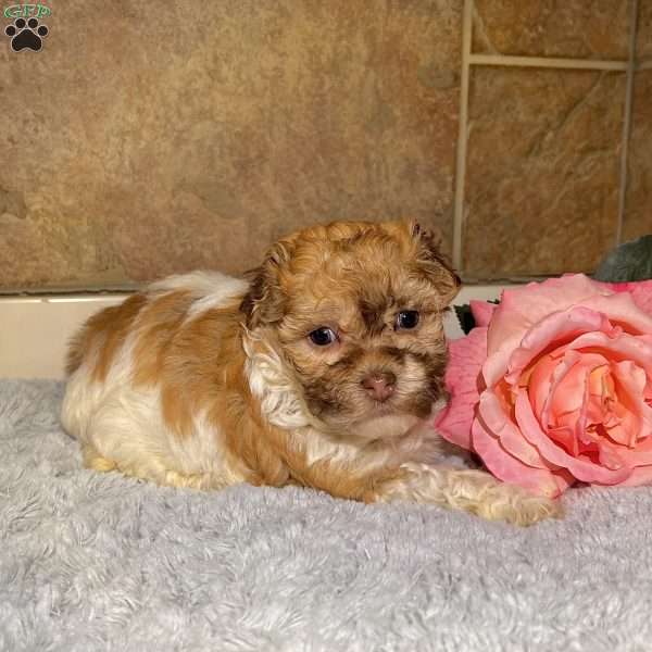 Roxy, Havanese Puppy