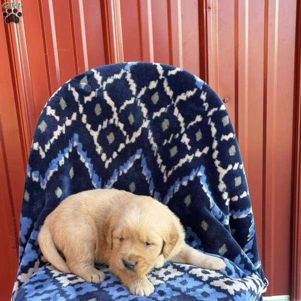Larson, Golden Retriever Puppy
