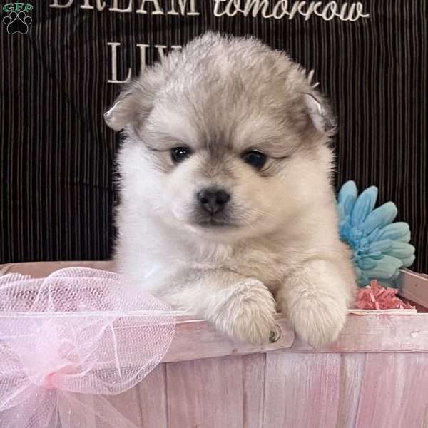 Lily, Siberian Husky Mix Puppy