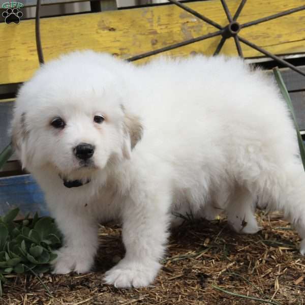 Rubble, Great Pyrenees Puppy