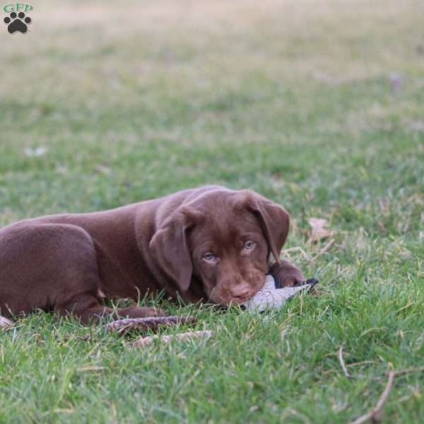 Bell, Chocolate Labrador Retriever Puppy
