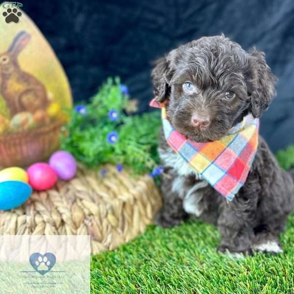 Cupid, Portuguese Water Dog Puppy