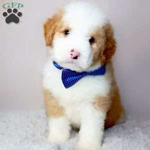 Louis Vuitton, Mini Bernedoodle Puppy