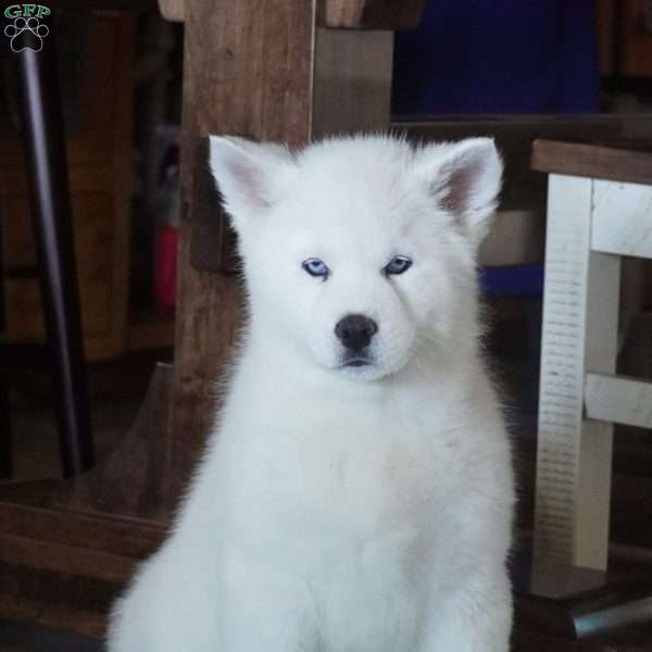 Ghost, Siberian Husky Puppy