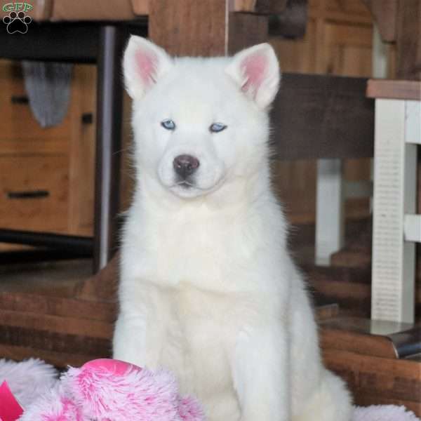 Nova, Siberian Husky Puppy