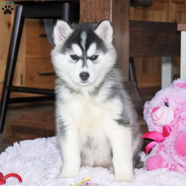 Sasha, Siberian Husky Puppy