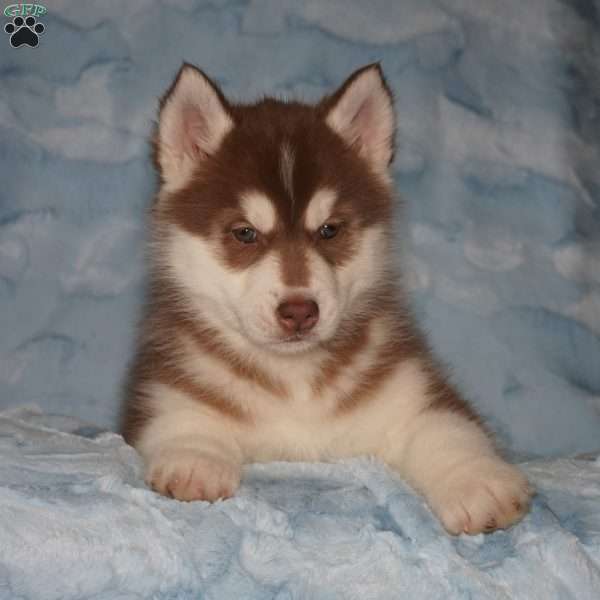 Jaxson, Siberian Husky Puppy
