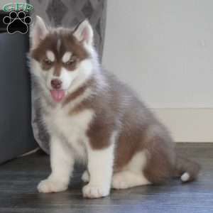 Jaxson, Siberian Husky Puppy