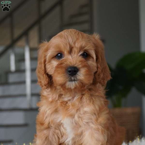 Lilli, Cavapoo Puppy