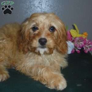 Tonya, Cavapoo Puppy