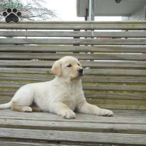 Sidney, Labrador Mix Puppy
