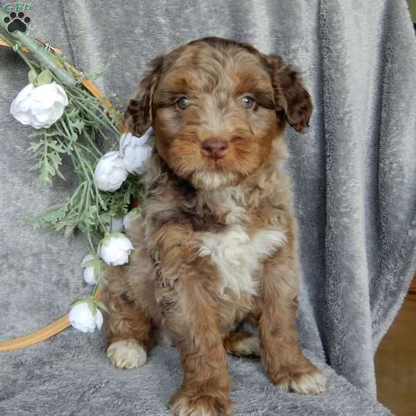 Chewy, Miniature Aussiedoodle Puppy