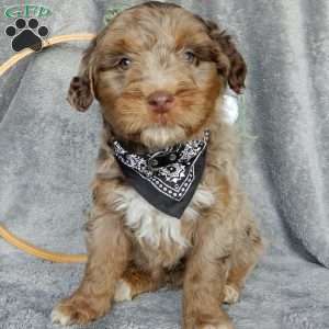 Chewy, Miniature Aussiedoodle Puppy