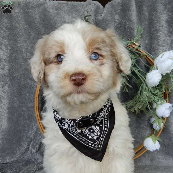 Cliff (F1), Miniature Aussiedoodle Puppy