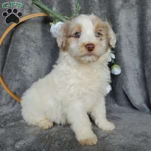 Cliff (F1), Miniature Aussiedoodle Puppy