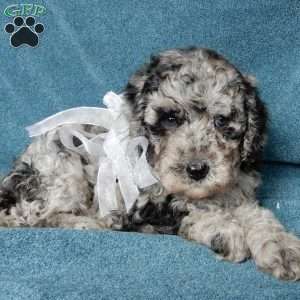 Belle (F1b mini), Mini Labradoodle Puppy