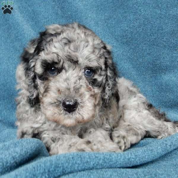 Belle (F1b mini), Mini Labradoodle Puppy