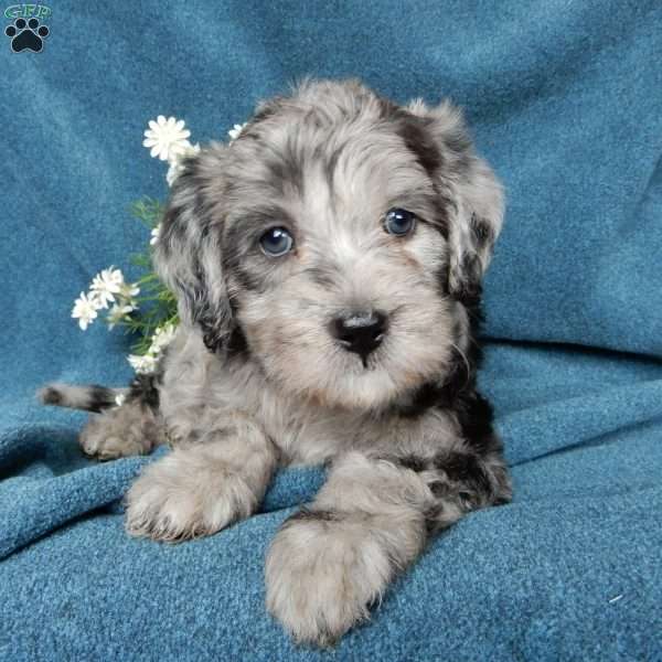 Baxter (F1b mini), Mini Labradoodle Puppy