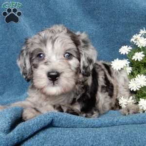 Baxter (F1b mini), Mini Labradoodle Puppy