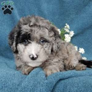 Brody (f1b mini), Mini Labradoodle Puppy