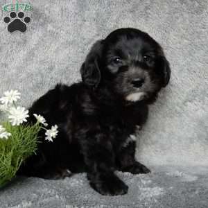 Bruno-(F1b mini), Mini Labradoodle Puppy