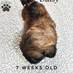 Daisy, Shorkie Puppy