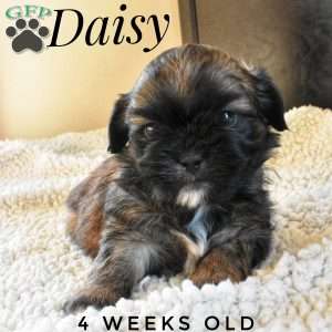 Daisy, Shorkie Puppy
