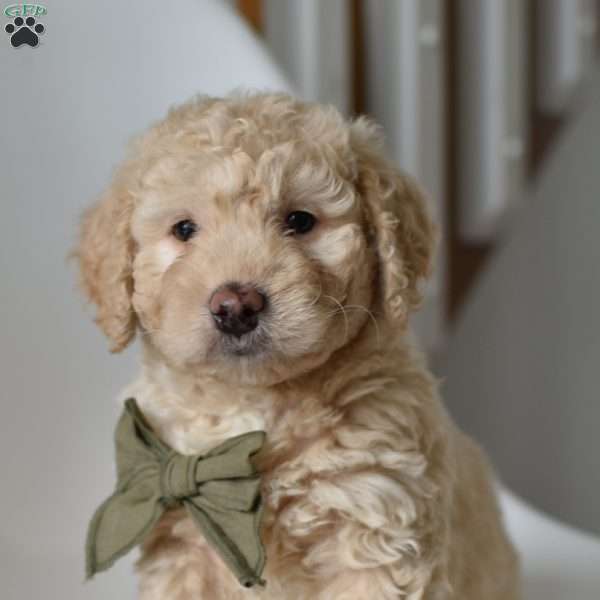 Kingsley, Mini Goldendoodle Puppy