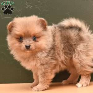 Mario, Pomeranian Puppy
