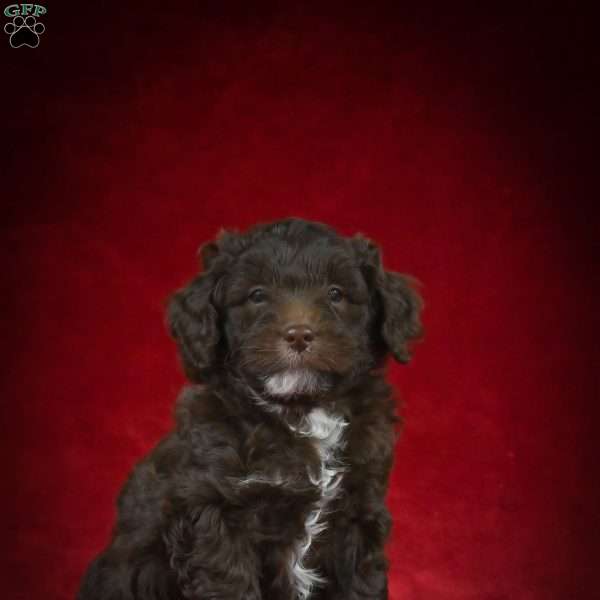 Cocoa – F1B, Mini Bernedoodle Puppy