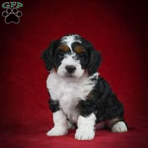 Marshall – F1B, Mini Bernedoodle Puppy