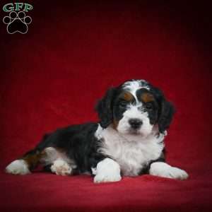 Marshall – F1B, Mini Bernedoodle Puppy