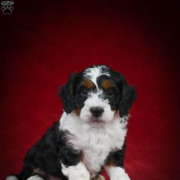 Marshall – F1B, Mini Bernedoodle Puppy