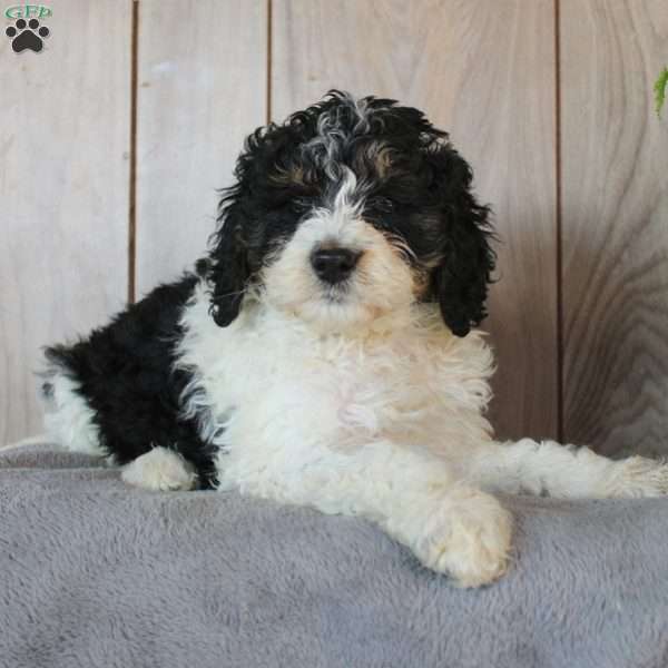 Dafodil, Mini Bernedoodle Puppy