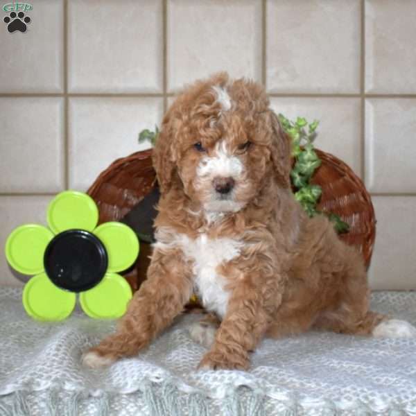 Dainty, Mini Goldendoodle Puppy