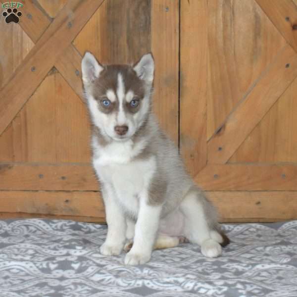 Daisy, Siberian Husky Puppy