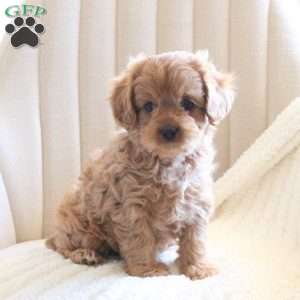 Daisy, Cavapoo Puppy