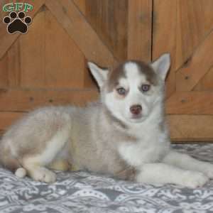 Dakota, Siberian Husky Puppy
