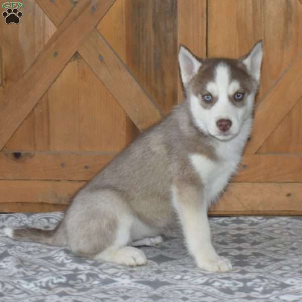 Dallas, Siberian Husky Puppy