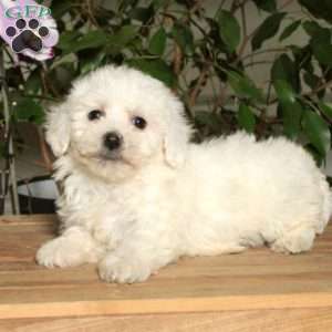 Dana, Bichon Frise Puppy