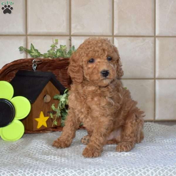 Dancer, Mini Goldendoodle Puppy